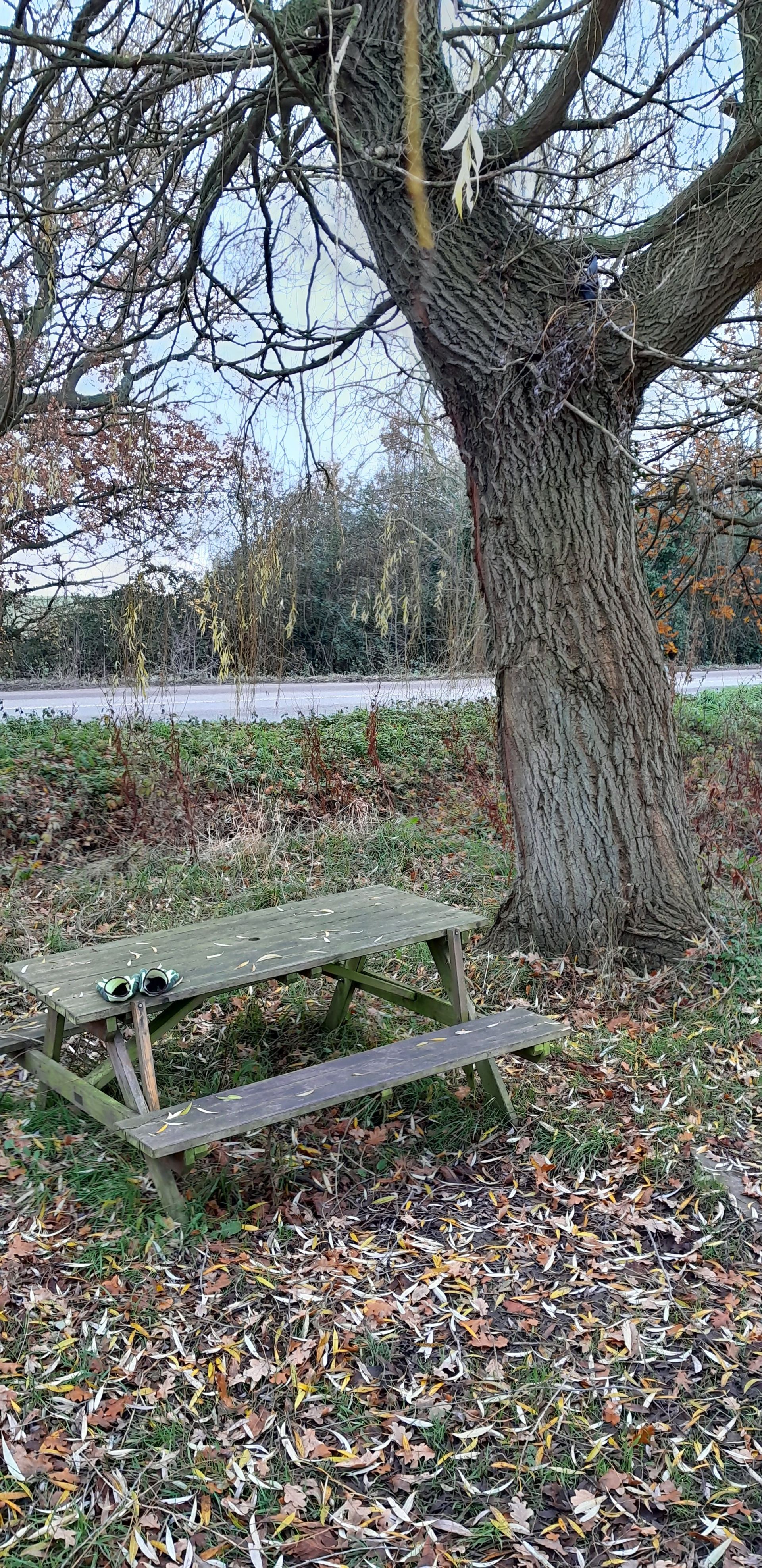 a picnic table next to a tree on the walk